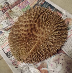 Durian so ripe it is splitting